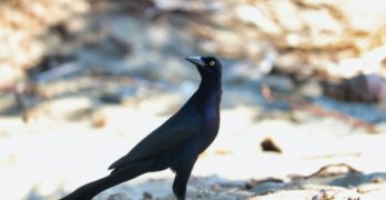 blackbird on sand
