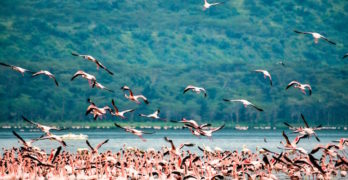 flamingos flying kenya
