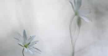 white starwort flower in fog