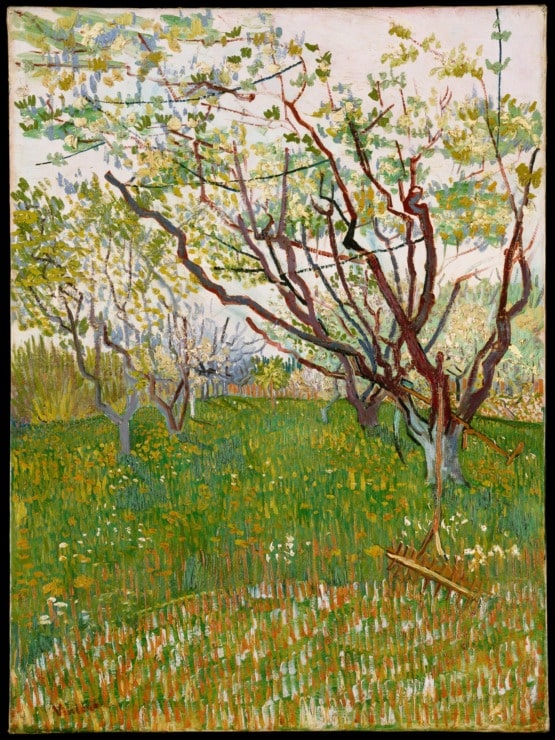 orchard scene