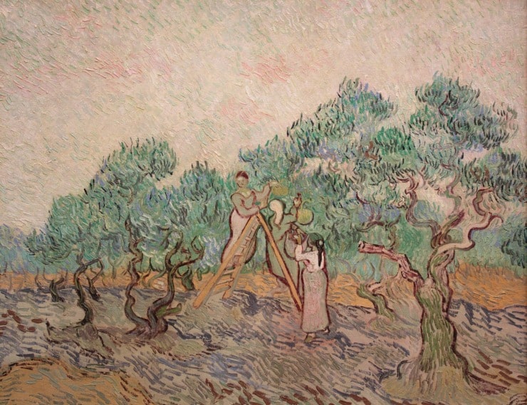 two figures in an olive orchard gather olives