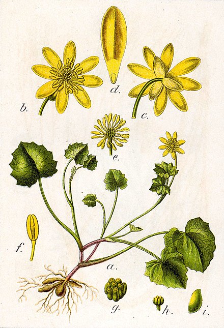 anatomical drawing of the pilewort or lesser celandine 