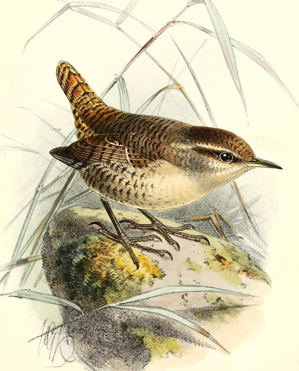 a wren bird with spotted feathers perches on a stone