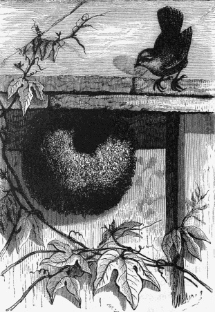 a drawing of a wren poking into their nest in a fence 