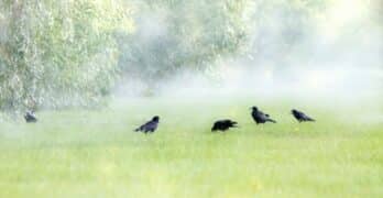 black birds in grass