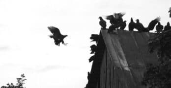 crows on peaked roof
