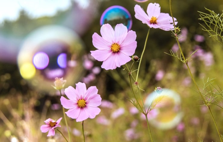pink cosmos with bubbles awe and wonder