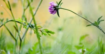 single purple wildflower