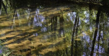 trees reflected in pond