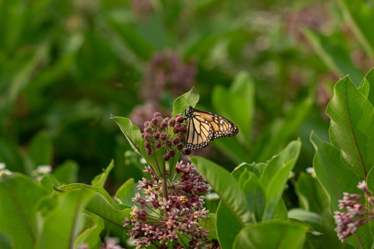 monarch butterfly milkweed