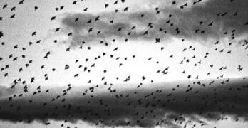 flock of black birds in dark clouds