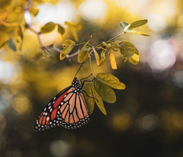 monarch butterfly golden tree