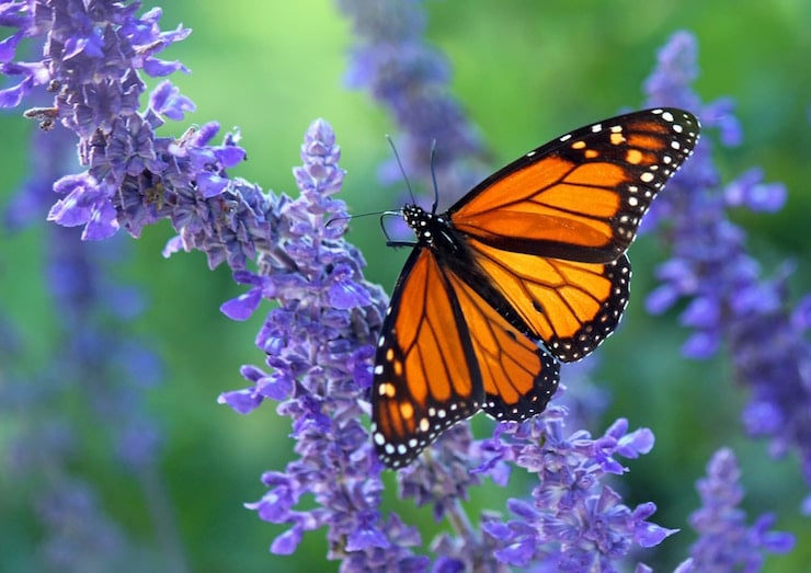 monarch butterfly on russian sage