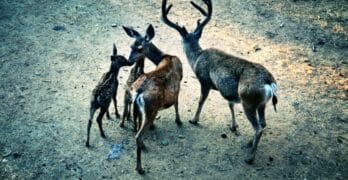 Deer Family Hamnet Chakrabarti