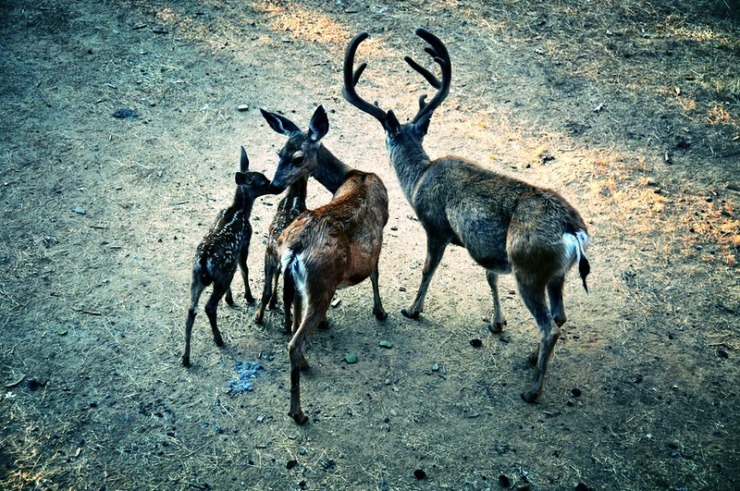 Deer Family Hamnet Chakrabarti