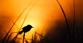 bird silhouette at sunset