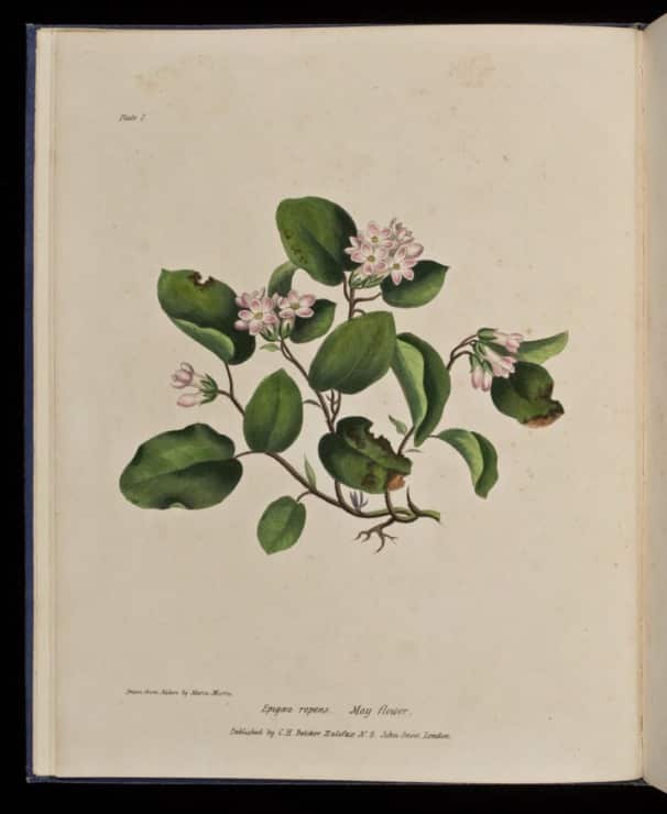 illustration of the mayflower 