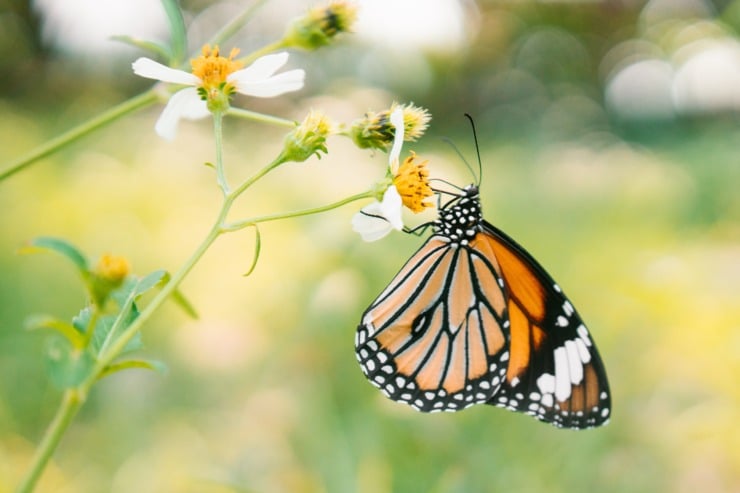 California Garden Center Leads by Example with Monarch Wishing Tree