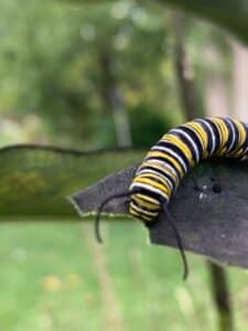 monarch caterpillar laura boggess
