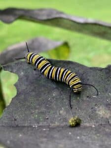 monarch caterpillar laura boggess