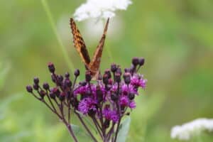 monarch in purple laura boggess