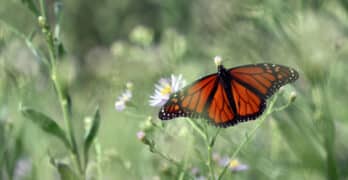 monarch in wildflowers laura boggess