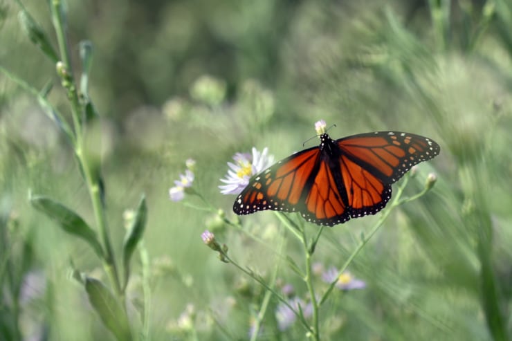 monarch butterfly in native wildflowers