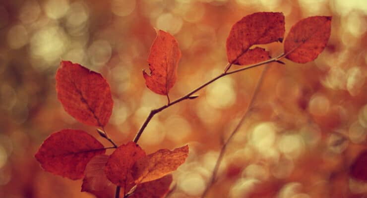 red fall leaves with bokeh