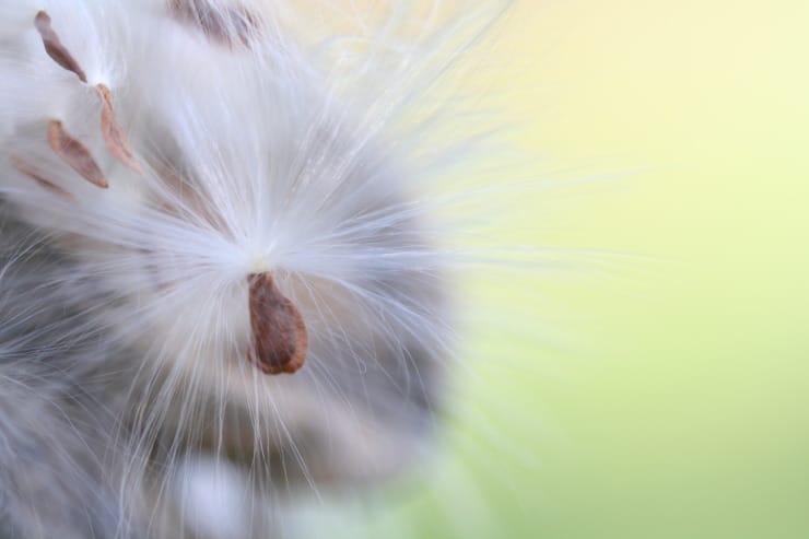 milkweed seeds photo by laura boggess
