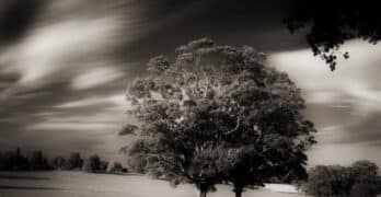long exposure black and white tree