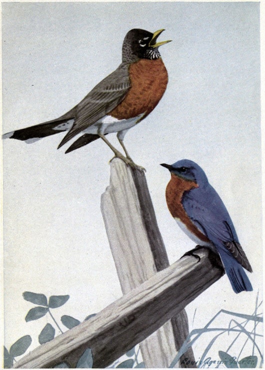 two birds perched on a fence 