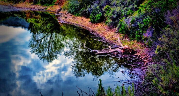 dreamy reflection in pond with purple