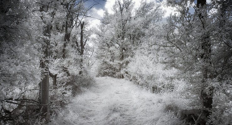 infrared winter trees