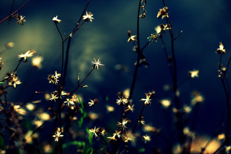 star flowers
