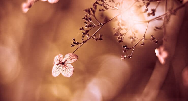 pink flower with tone bokeh
