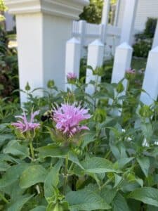 Monarda Boggess