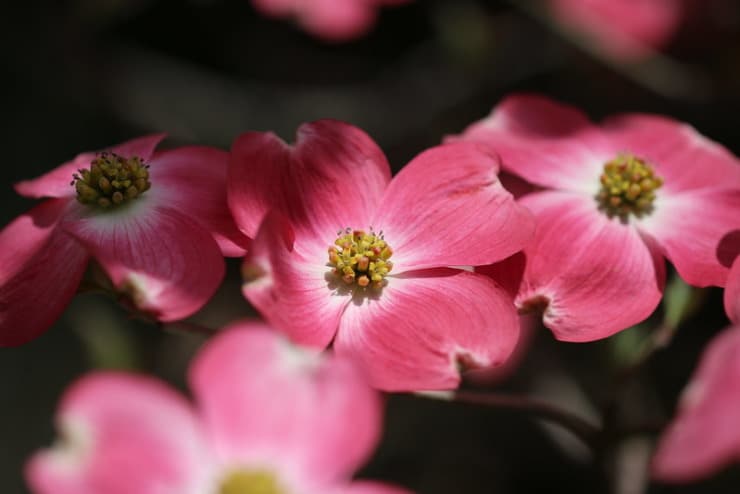 Pink Dogwood Pollock Seed