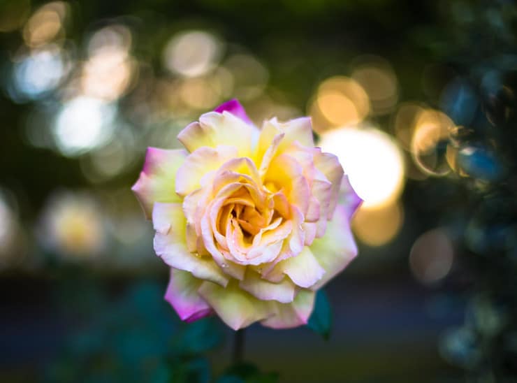 Rose The Honey Field Boggess