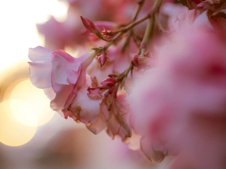 pink flowers laurie klein