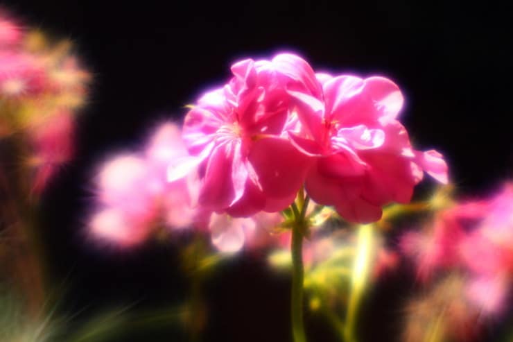 Geraniums Sor Juana Ines de la cruz