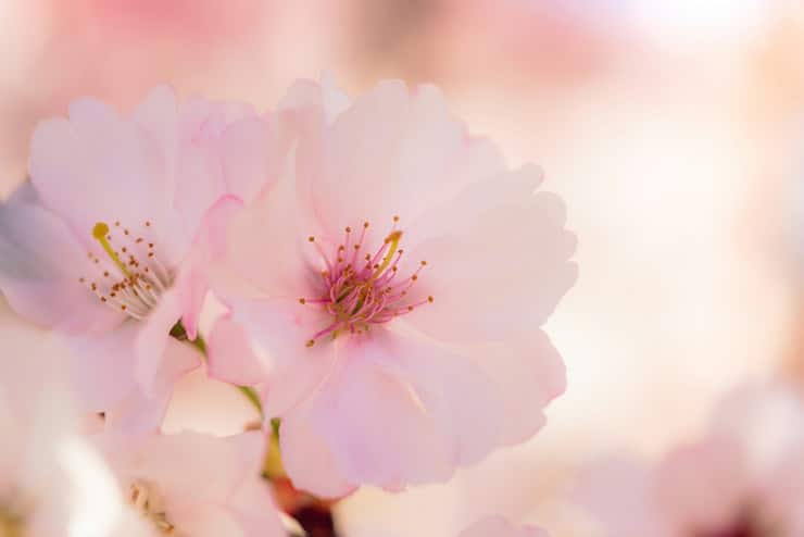 beautiful pink flowers