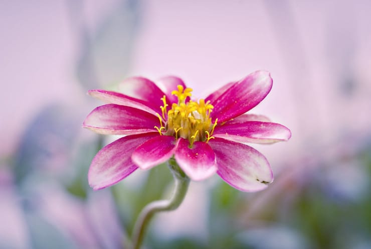 bright pink flower