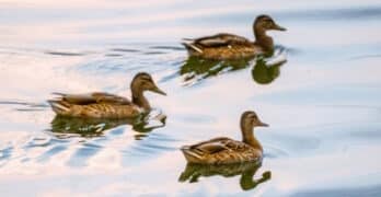 ducks sink or swim