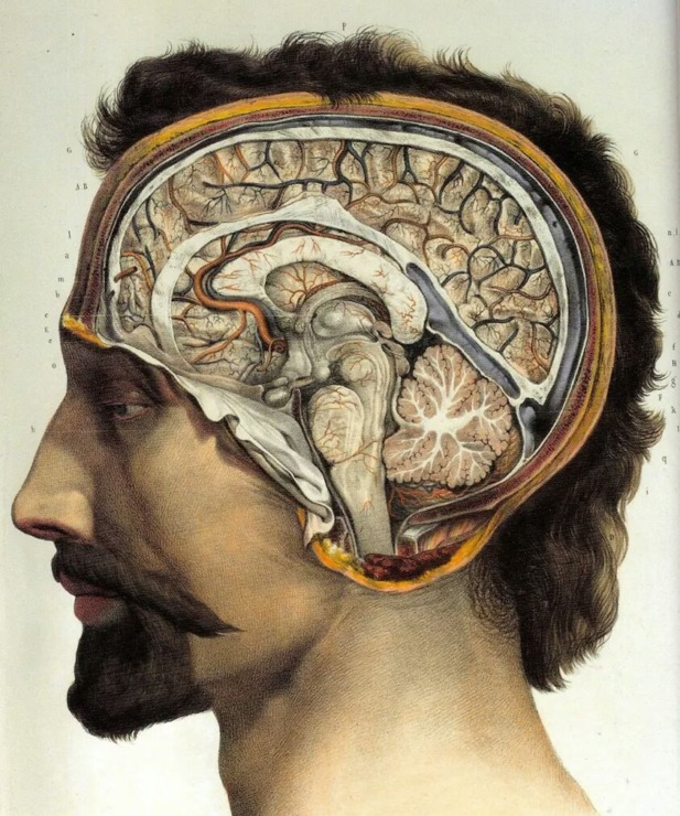 cross section of a man's brain