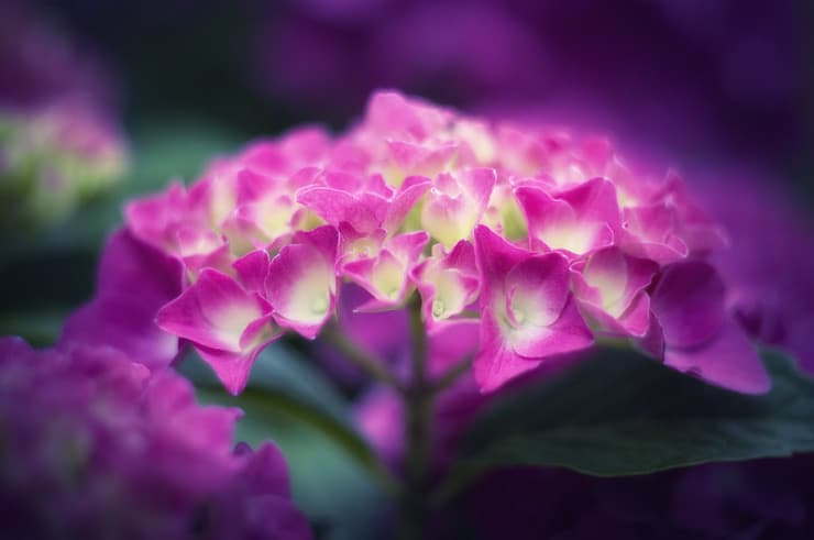 Hydrangea Coenen