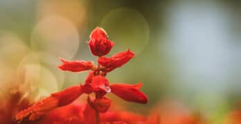 Red Flower Whitcomb