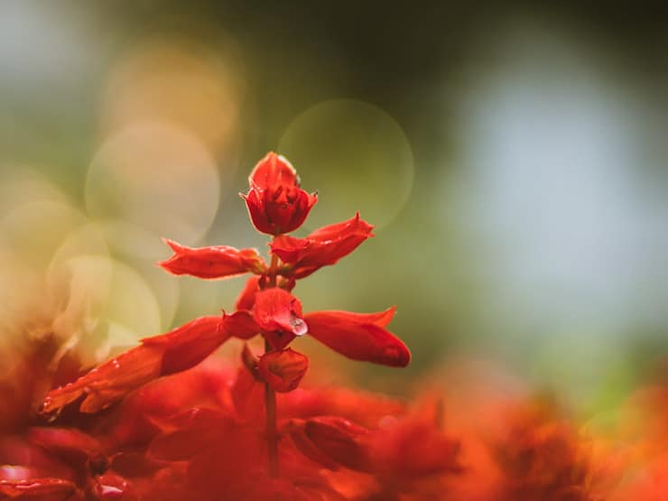 Red Flower Whitcomb