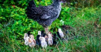 hen with chicks