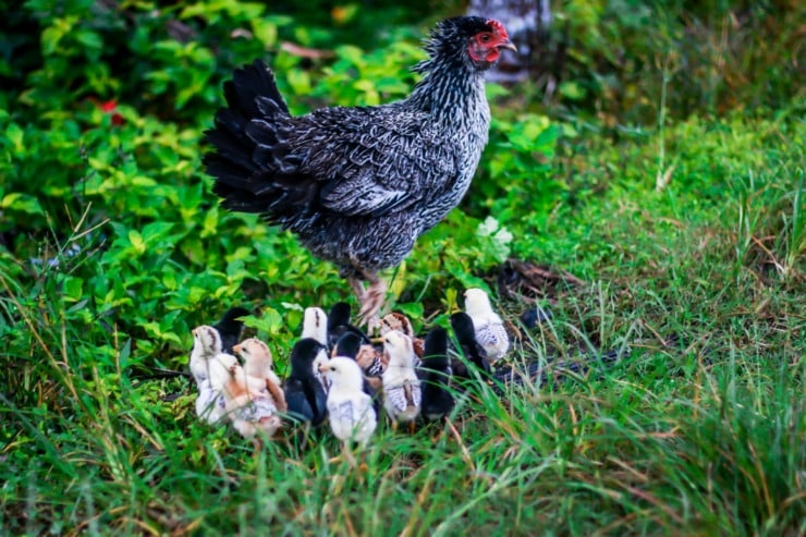 hen with chicks