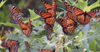 monarch butterflies in leaves